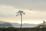 Iwate Rikuzentakata pine tree